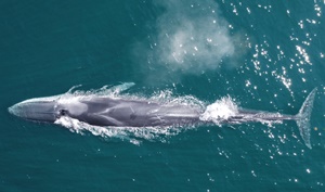 The WOW team also used drones to snap photos of the whales to capture their size and unique markingsanother way to keep track of the species