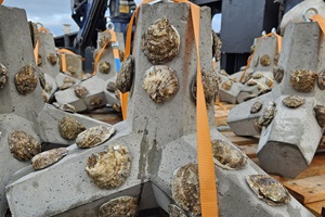 Ørsted and Van Oord install and scalable oyster structures in the North Sea