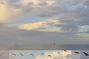 Seawatch based bird identification and tracking at Hywind Tampen offshore wind farm Image credit Spoor and Fugro