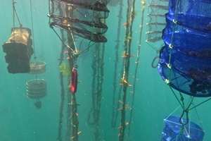 Saitec installs nature inclusive systems at DemoSATH floating wind platform